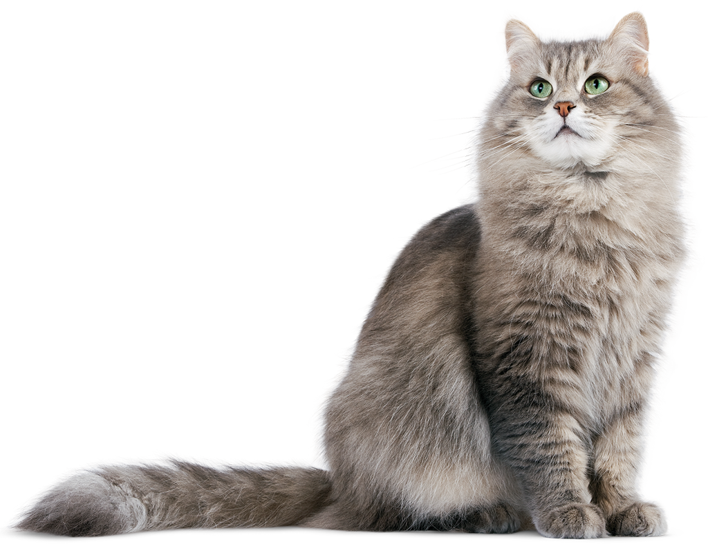 Bazyl Ag+ Super Premium kattengrit!